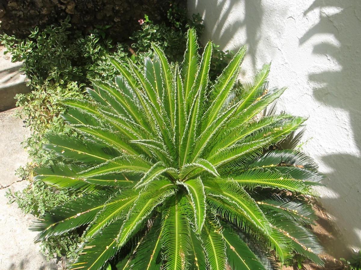 Peponi Hotel Lamu - Kenya Shela 外观 照片