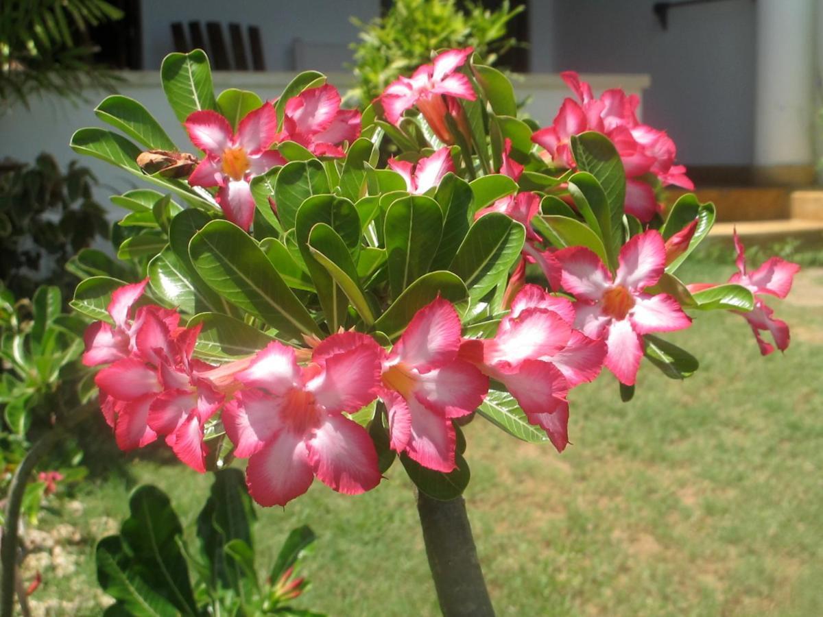 Peponi Hotel Lamu - Kenya Shela 外观 照片
